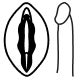 Penis and Vulva Owners